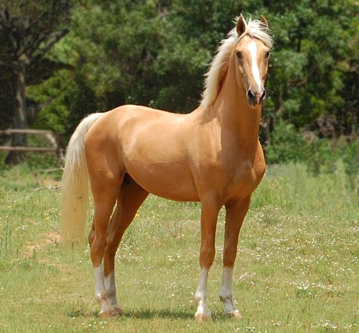 Palomino Color Horse